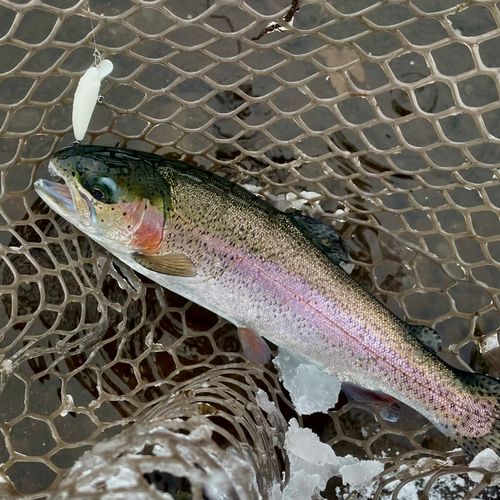 ニジマスの釣果