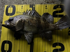 シロメバルの釣果