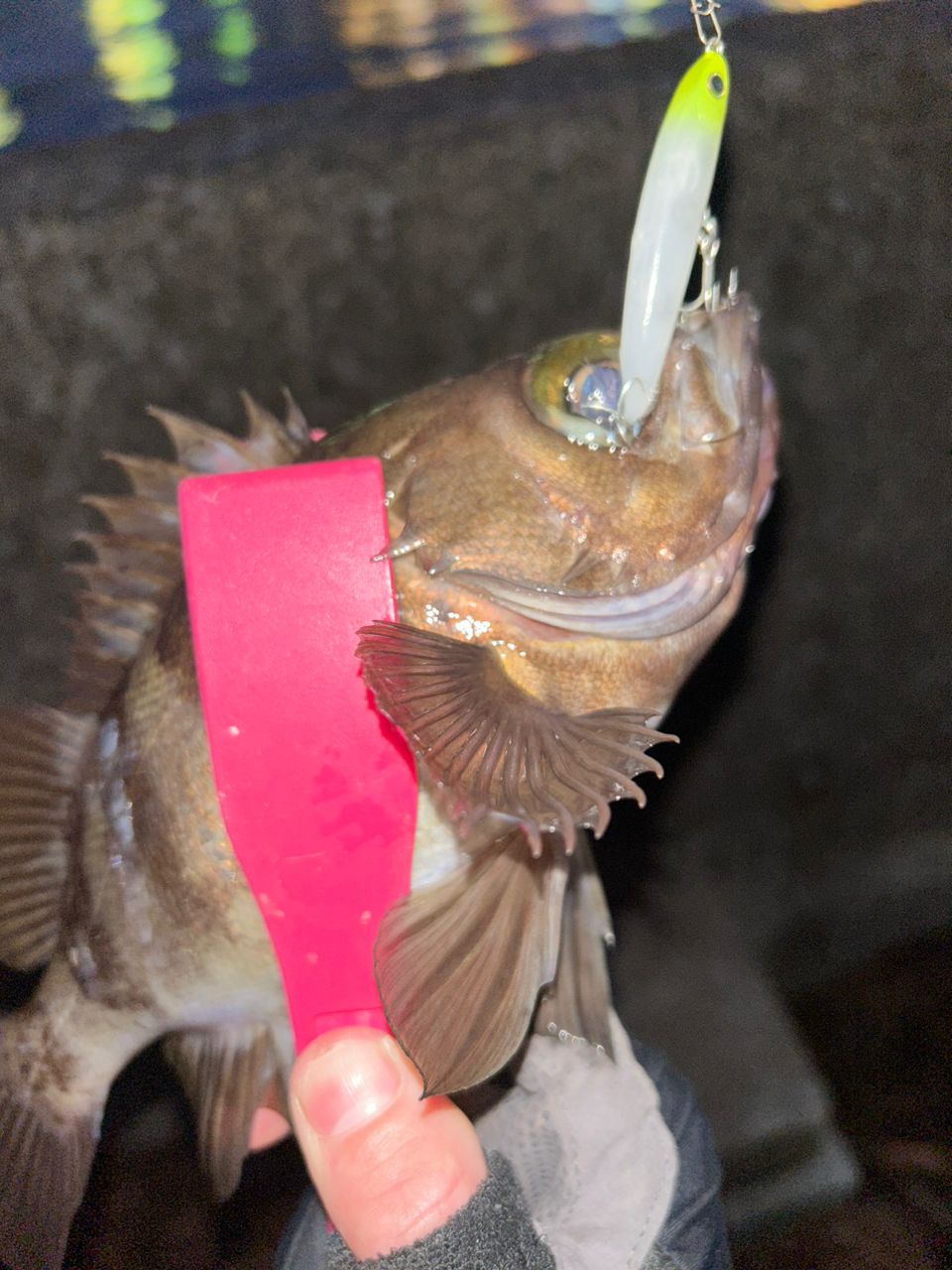 シロメバル