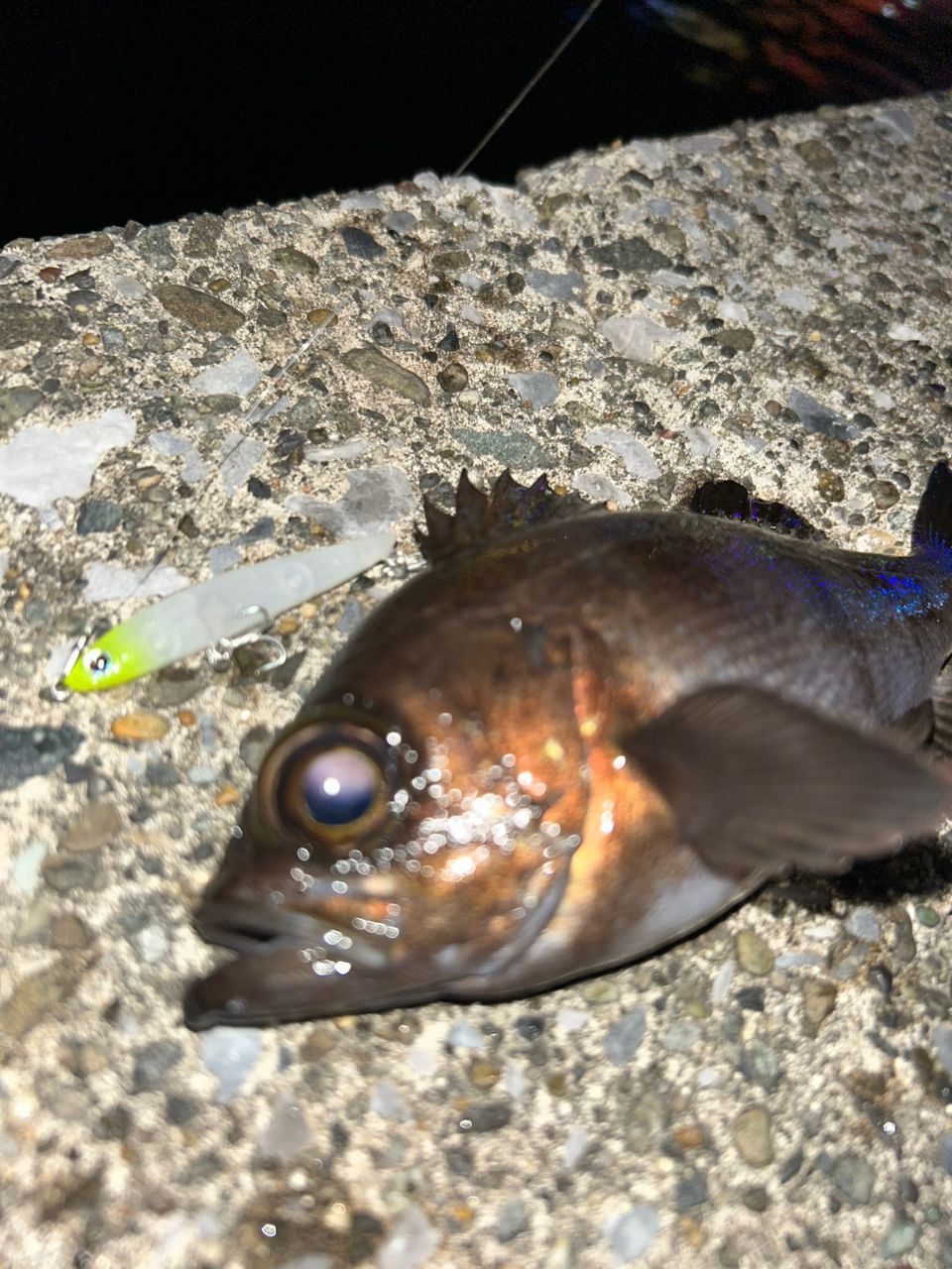 シロメバル