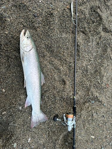 アメマス
