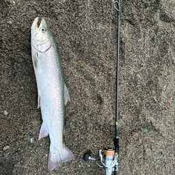 アメマス