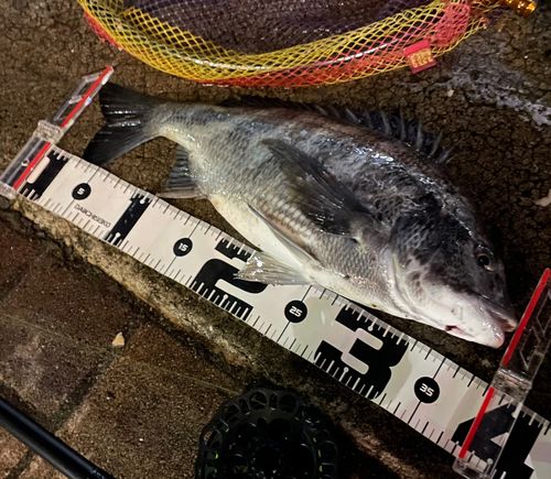 チヌの釣果
