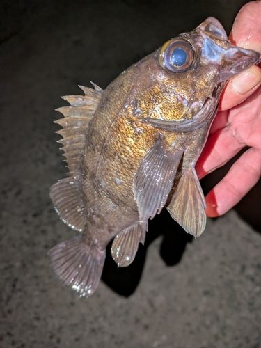 シロメバルの釣果