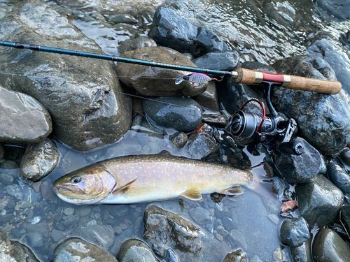 イワナの釣果