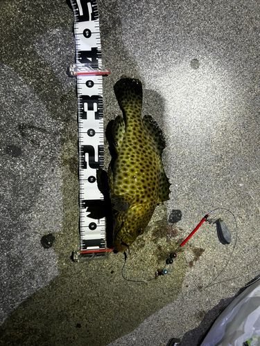 イシミーバイの釣果
