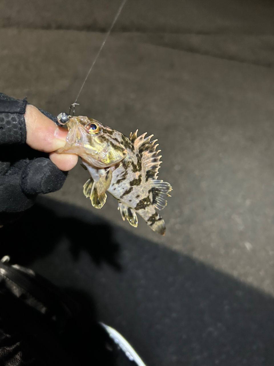 タケノコメバル