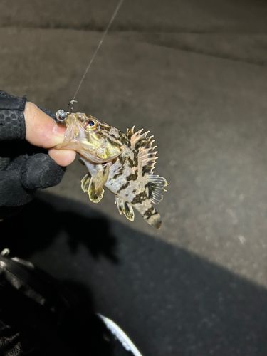 タケノコメバルの釣果