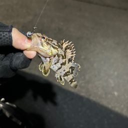 タケノコメバル