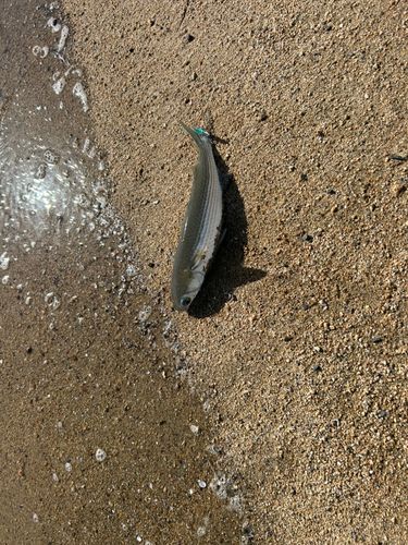 ボラの釣果