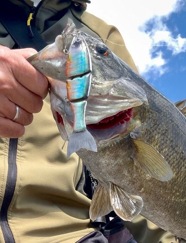 スモールマウスバスの釣果