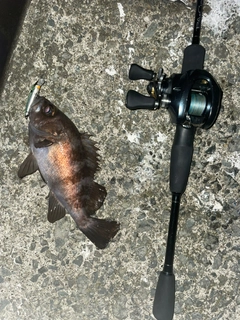 シロメバルの釣果