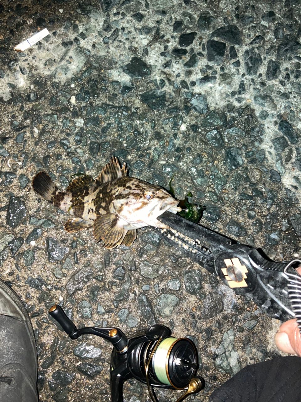 タケノコメバル