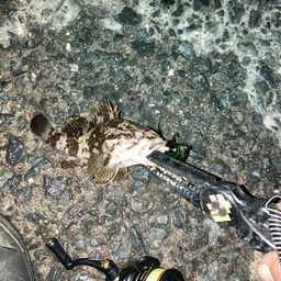 タケノコメバル