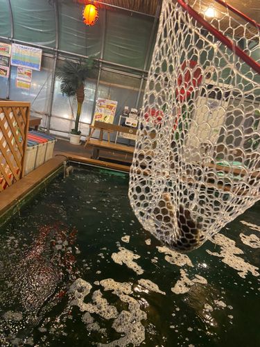 コイの釣果