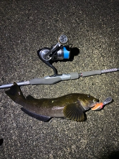 アイナメの釣果