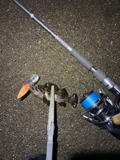 クロソイの釣果