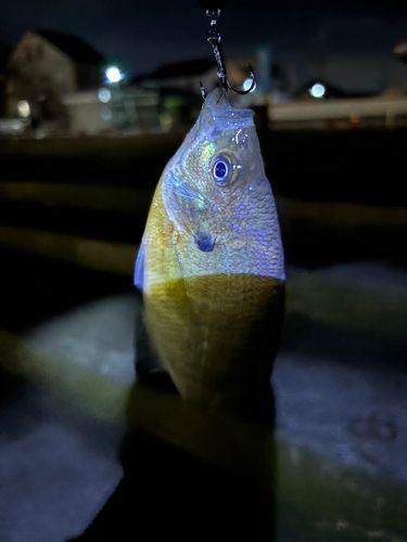 ブルーギルの釣果