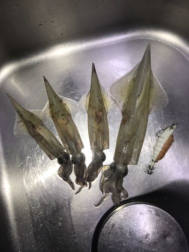 ヤリイカの釣果