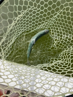 ニジマスの釣果