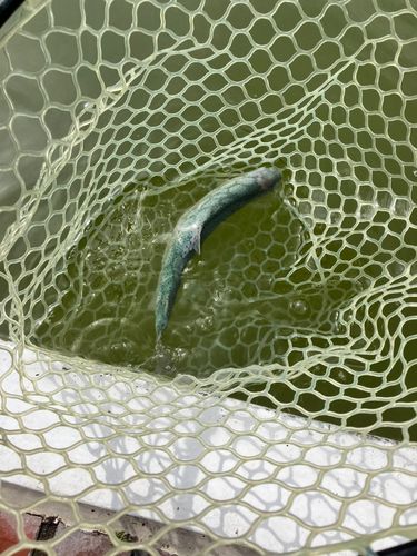 ニジマスの釣果