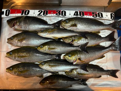イサキの釣果