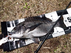 チヌの釣果
