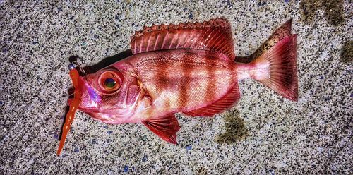 ホウセキキントキの釣果