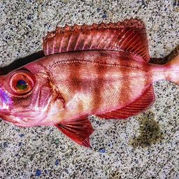 ホウセキキントキ