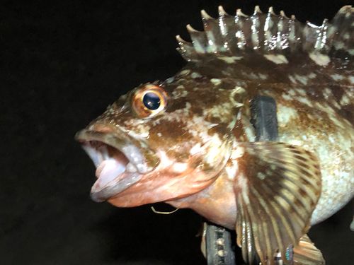 カサゴの釣果