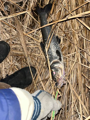 ニゴイの釣果