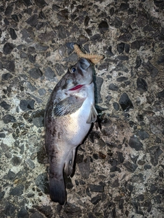 クロソイの釣果