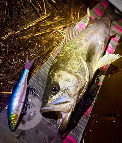 シーバスの釣果