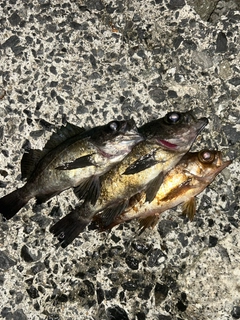 メバルの釣果