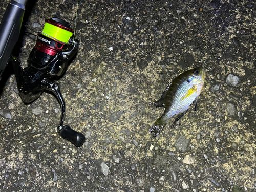 ブルーギルの釣果