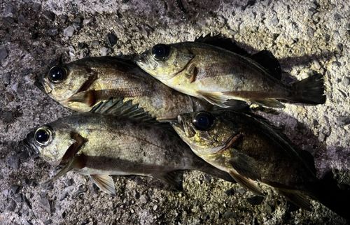 メバルの釣果
