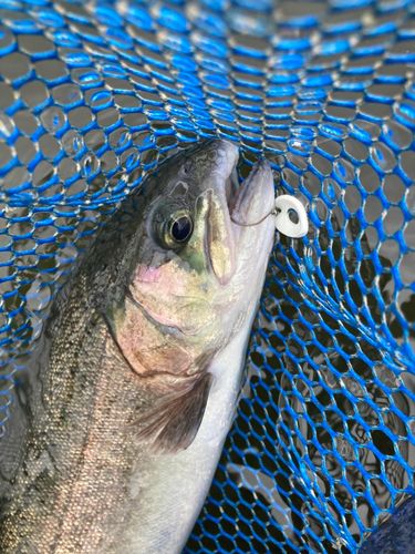 ニジマスの釣果