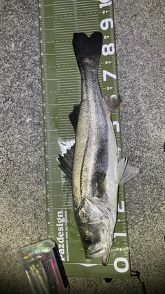 スズキの釣果