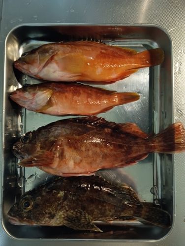 アカハタの釣果