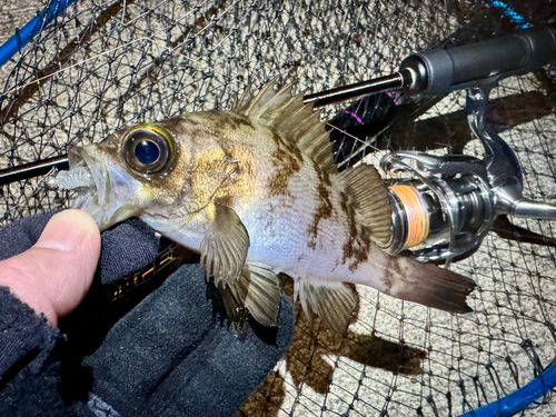 メバルの釣果