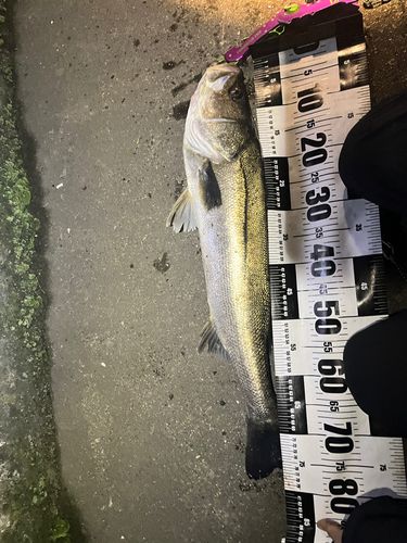 シーバスの釣果
