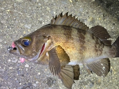 メバルの釣果