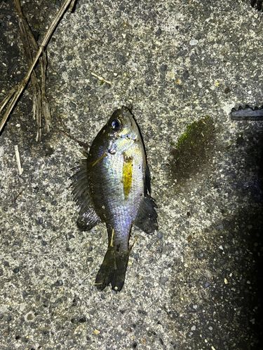 ブルーギルの釣果
