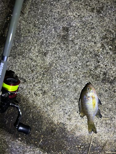 ブルーギルの釣果