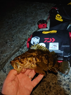 タケノコメバルの釣果