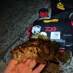 タケノコメバル