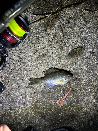 ブルーギルの釣果