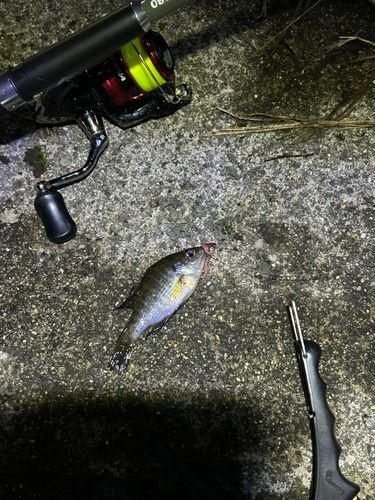 ブルーギルの釣果