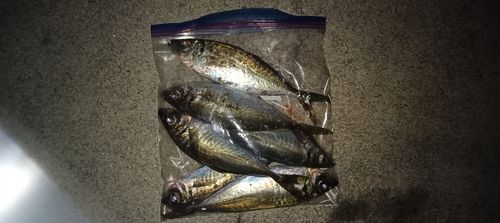 マアジの釣果