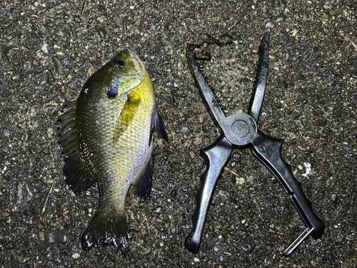 ブルーギルの釣果